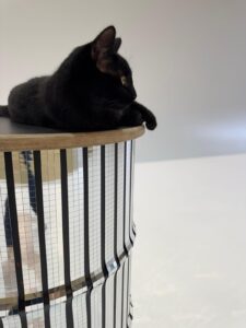 WhatsApp attēls 2025-12-09 plkst. 13.38.28_6e633387